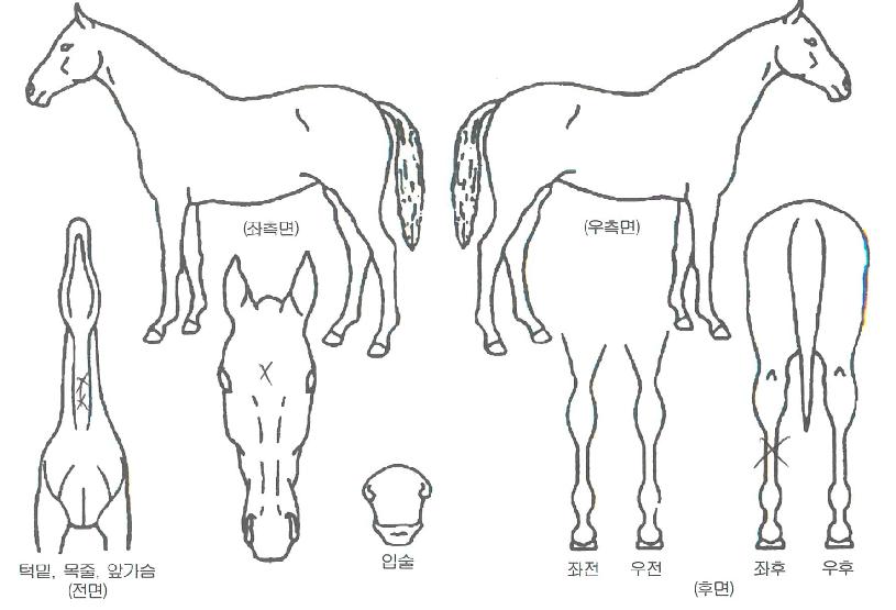 ¶ó½ºÆ®ÀèÆÌÀÇ Ãø¸é,¿ì¸é,µÞ¸é,µÎ»ó,´Ù¸®ÀÇ Æ¯Â¡µµÇØ