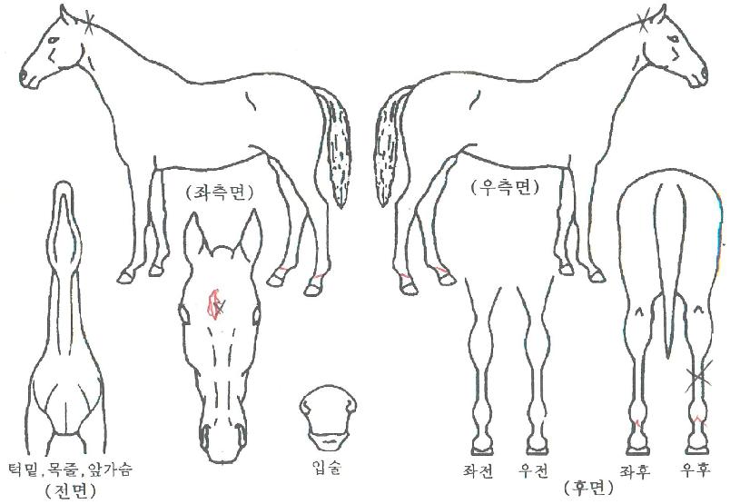 ¿øÅõ½º¸®ÀÇ Ãø¸é,¿ì¸é,µÞ¸é,µÎ»ó,´Ù¸®ÀÇ Æ¯Â¡µµÇØ