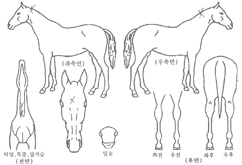½ÉõÀÇ Ãø¸é,¿ì¸é,µÞ¸é,µÎ»ó,´Ù¸®ÀÇ Æ¯Â¡µµÇØ