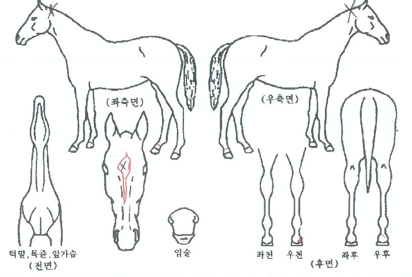 ¸®Ä¡¿©À屺ÀÇ Ãø¸é,¿ì¸é,µÞ¸é,µÎ»ó,´Ù¸®ÀÇ Æ¯Â¡µµÇØ