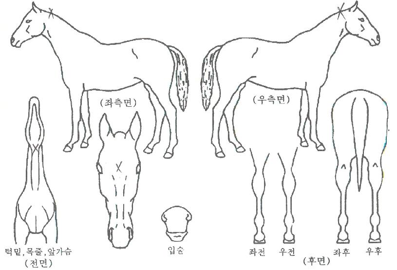 ´ÞÄÞÇÑÀλýÀÇ Ãø¸é,¿ì¸é,µÞ¸é,µÎ»ó,´Ù¸®ÀÇ Æ¯Â¡µµÇØ