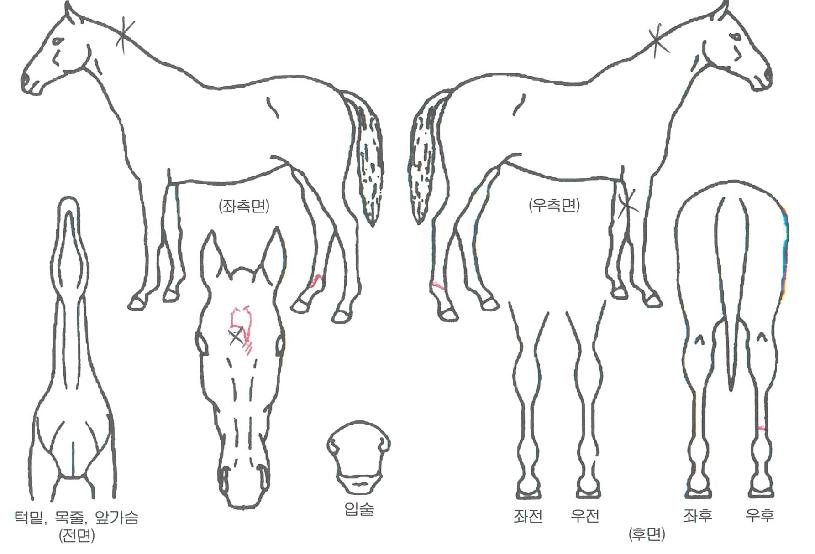 ¹Ù¿îµåÅõµ¥ÀÌÀÇ Ãø¸é,¿ì¸é,µÞ¸é,µÎ»ó,´Ù¸®ÀÇ Æ¯Â¡µµÇØ