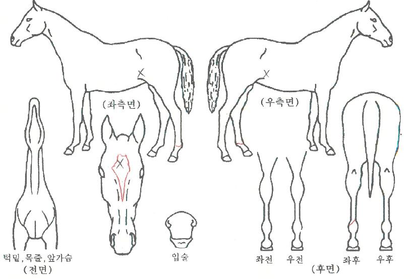 µ¿¹æÀǼҽÄÀÇ Ãø¸é,¿ì¸é,µÞ¸é,µÎ»ó,´Ù¸®ÀÇ Æ¯Â¡µµÇØ