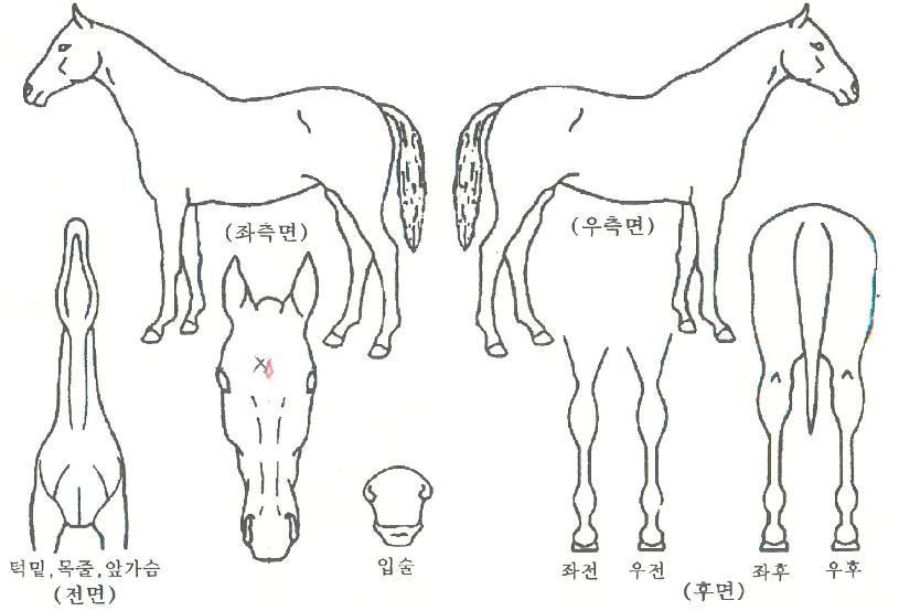 ½Ã½ºÇª¸¶À§³ÊÀÇ Ãø¸é,¿ì¸é,µÞ¸é,µÎ»ó,´Ù¸®ÀÇ Æ¯Â¡µµÇØ