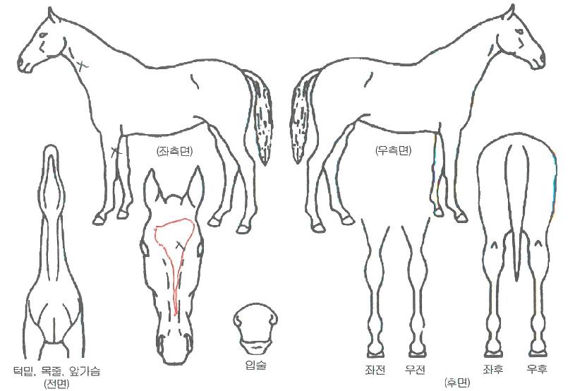 ÇØÇÇÅõ¾îÀÇ Ãø¸é,¿ì¸é,µÞ¸é,µÎ»ó,´Ù¸®ÀÇ Æ¯Â¡µµÇØ