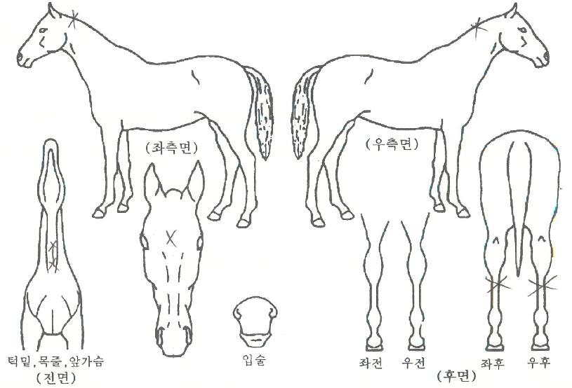 Ư±Þ°¨µ¿ÀÇ Ãø¸é,¿ì¸é,µÞ¸é,µÎ»ó,´Ù¸®ÀÇ Æ¯Â¡µµÇØ