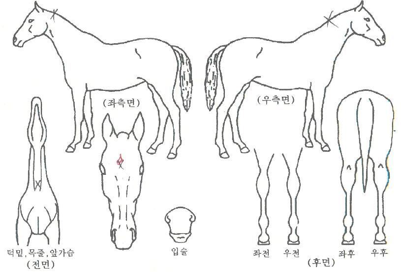 ºí·¢ÅÙÀÇ Ãø¸é,¿ì¸é,µÞ¸é,µÎ»ó,´Ù¸®ÀÇ Æ¯Â¡µµÇØ