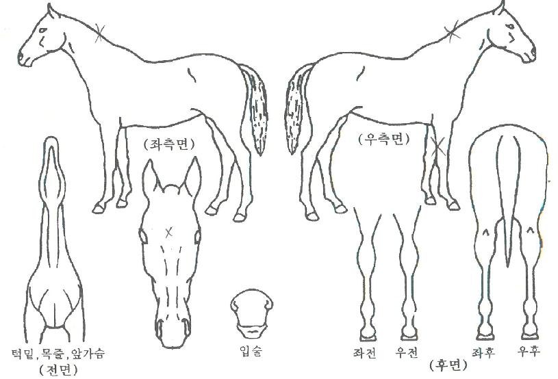 ¹Ì¸£ÄÀÇ Ãø¸é,¿ì¸é,µÞ¸é,µÎ»ó,´Ù¸®ÀÇ Æ¯Â¡µµÇØ