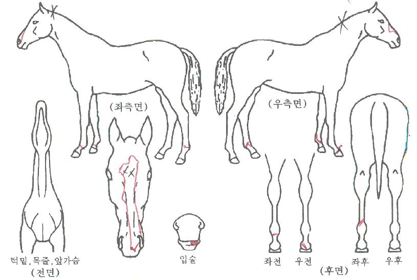 ¾Æ¸£°í¿À¼¶ÀÇ Ãø¸é,¿ì¸é,µÞ¸é,µÎ»ó,´Ù¸®ÀÇ Æ¯Â¡µµÇØ