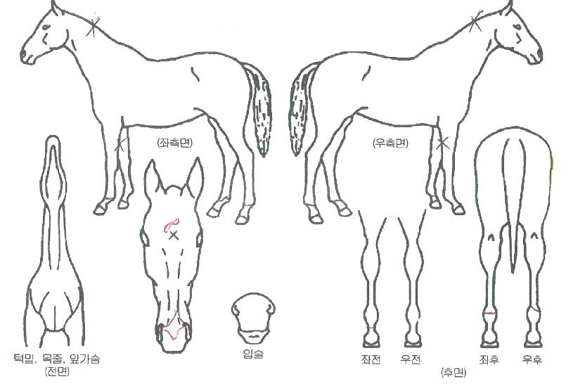 Å·»çÀ̸ÕÀÇ Ãø¸é,¿ì¸é,µÞ¸é,µÎ»ó,´Ù¸®ÀÇ Æ¯Â¡µµÇØ