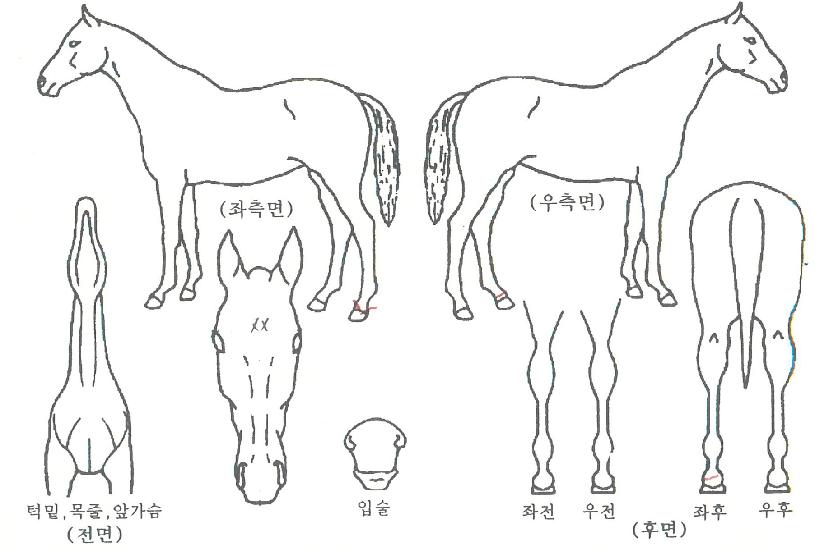 ´õ¿ø´õÇ®ÀÇ Ãø¸é,¿ì¸é,µÞ¸é,µÎ»ó,´Ù¸®ÀÇ Æ¯Â¡µµÇØ