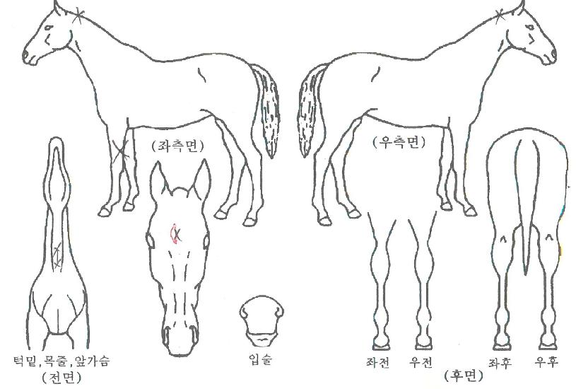 ÆÄÀ̳ÎÅÍÄ¡ÀÇ Ãø¸é,¿ì¸é,µÞ¸é,µÎ»ó,´Ù¸®ÀÇ Æ¯Â¡µµÇØ