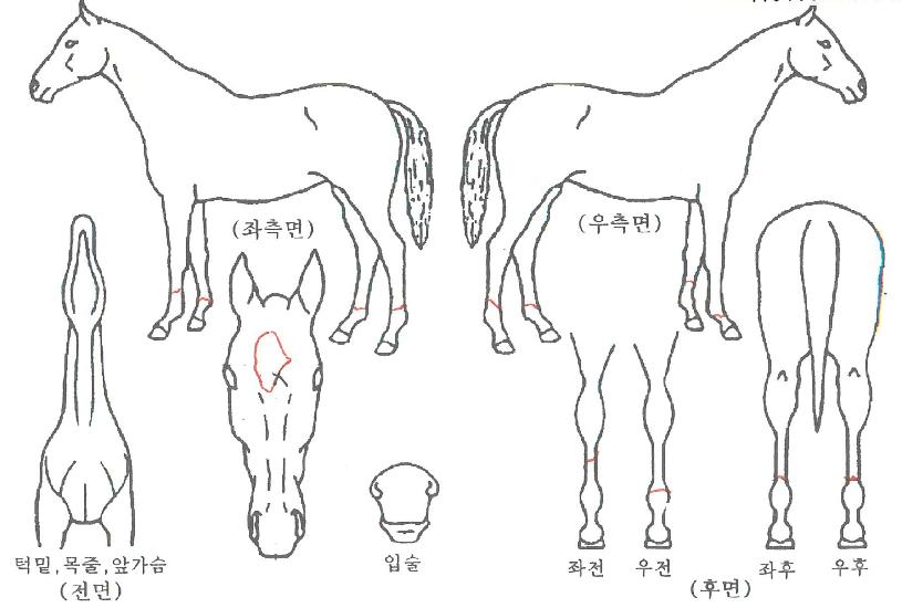 õ¶óÀÇ Ãø¸é,¿ì¸é,µÞ¸é,µÎ»ó,´Ù¸®ÀÇ Æ¯Â¡µµÇØ