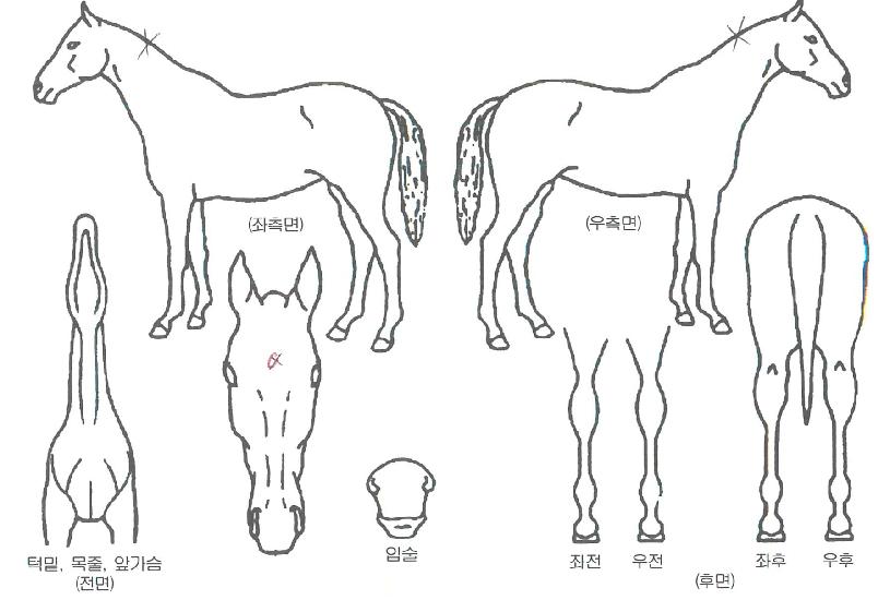 ÀºÇÏö¸¶ÀÇ Ãø¸é,¿ì¸é,µÞ¸é,µÎ»ó,´Ù¸®ÀÇ Æ¯Â¡µµÇØ