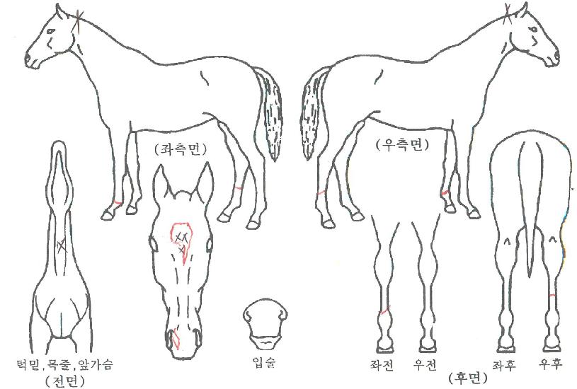 Å·½º¹ö¸®ÀÇ Ãø¸é,¿ì¸é,µÞ¸é,µÎ»ó,´Ù¸®ÀÇ Æ¯Â¡µµÇØ