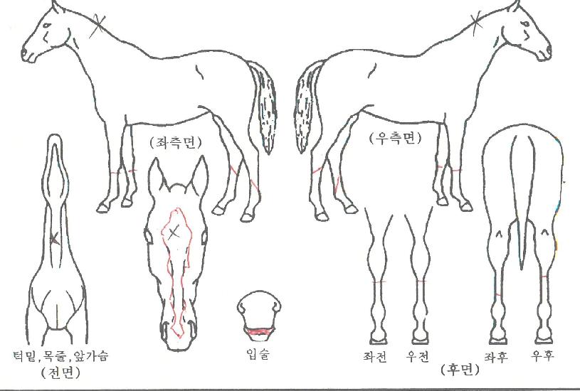 ¿ª´ëÃÖ°ÀÇ Ãø¸é,¿ì¸é,µÞ¸é,µÎ»ó,´Ù¸®ÀÇ Æ¯Â¡µµÇØ