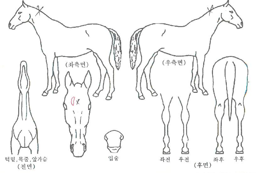 ÀÏ·ù½ºÅ¸ÀÇ Ãø¸é,¿ì¸é,µÞ¸é,µÎ»ó,´Ù¸®ÀÇ Æ¯Â¡µµÇØ
