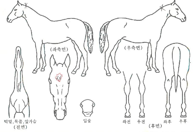 ½ºÆ®¶óÀÌÅ©À̱ÛÀÚ¸¶ÀÇ Ãø¸é,¿ì¸é,µÞ¸é,µÎ»ó,´Ù¸®ÀÇ Æ¯Â¡µµÇØ