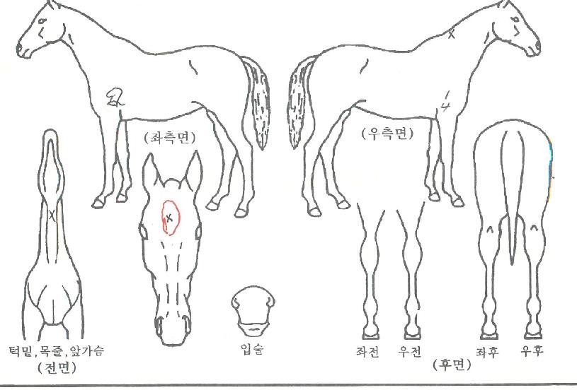 ½ºÄ«ÀÌ·ÎÄÏÀÇ Ãø¸é,¿ì¸é,µÞ¸é,µÎ»ó,´Ù¸®ÀÇ Æ¯Â¡µµÇØ