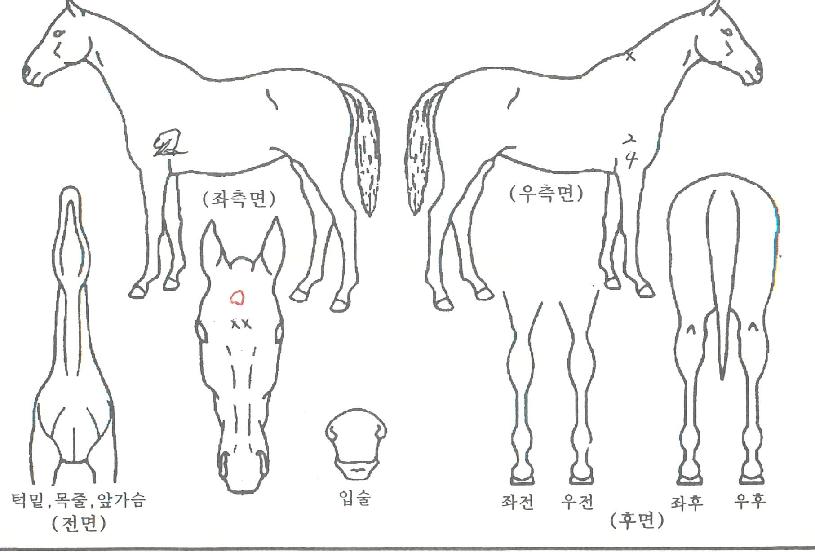 ·°Å°ÂüÀÇ Ãø¸é,¿ì¸é,µÞ¸é,µÎ»ó,´Ù¸®ÀÇ Æ¯Â¡µµÇØ