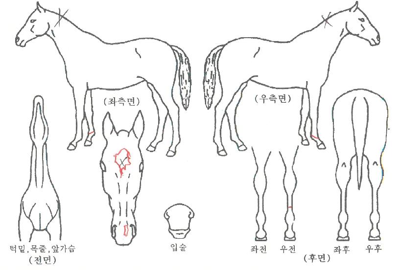 ¿ÍÀϵ弱´õÀÇ Ãø¸é,¿ì¸é,µÞ¸é,µÎ»ó,´Ù¸®ÀÇ Æ¯Â¡µµÇØ