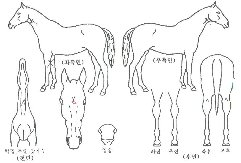 °æ¿¬ÇÑÁúÁÖÀÇ Ãø¸é,¿ì¸é,µÞ¸é,µÎ»ó,´Ù¸®ÀÇ Æ¯Â¡µµÇØ