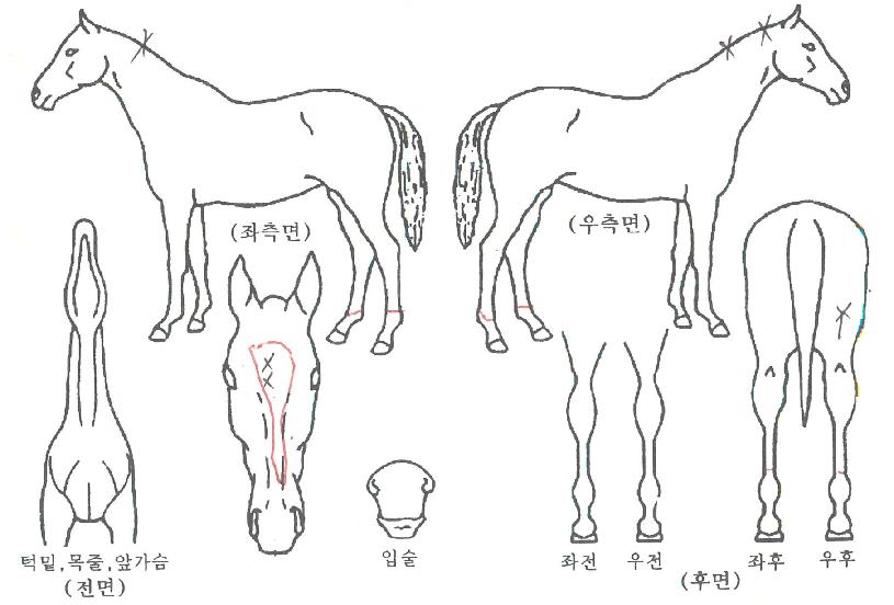 ÀÌÇöÀÇ Ãø¸é,¿ì¸é,µÞ¸é,µÎ»ó,´Ù¸®ÀÇ Æ¯Â¡µµÇØ