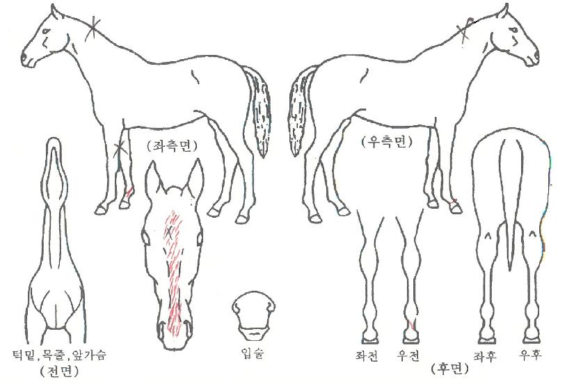 ·±¾î¿þÀÌÀÇ Ãø¸é,¿ì¸é,µÞ¸é,µÎ»ó,´Ù¸®ÀÇ Æ¯Â¡µµÇØ