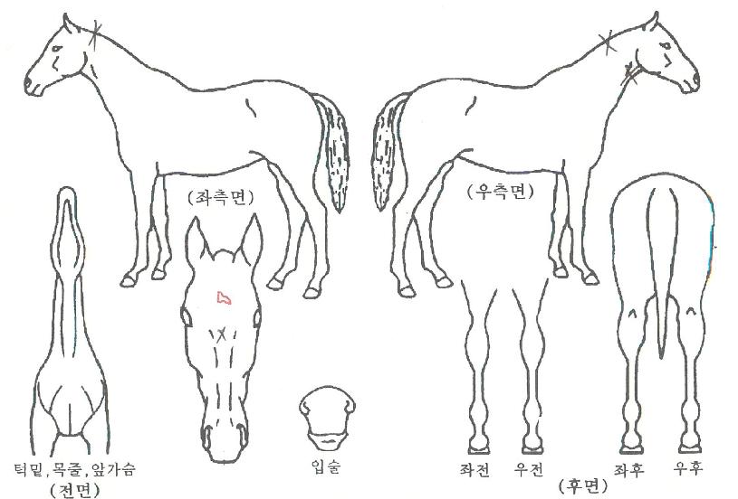 ¸Å±×³×ƽÀÚ¸¶ÀÇ Ãø¸é,¿ì¸é,µÞ¸é,µÎ»ó,´Ù¸®ÀÇ Æ¯Â¡µµÇØ