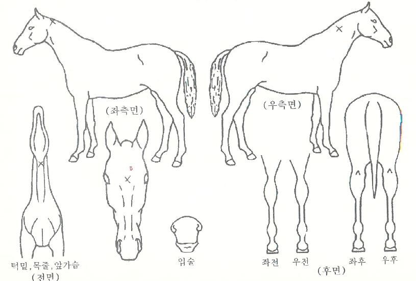 ±â¸®¾÷°³µåÇöóÀÌÀÚ¸¶ÀÇ Ãø¸é,¿ì¸é,µÞ¸é,µÎ»ó,´Ù¸®ÀÇ Æ¯Â¡µµÇØ