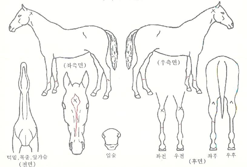 Ãʵ¿½ºÄ«ÀÌÀÇ Ãø¸é,¿ì¸é,µÞ¸é,µÎ»ó,´Ù¸®ÀÇ Æ¯Â¡µµÇØ