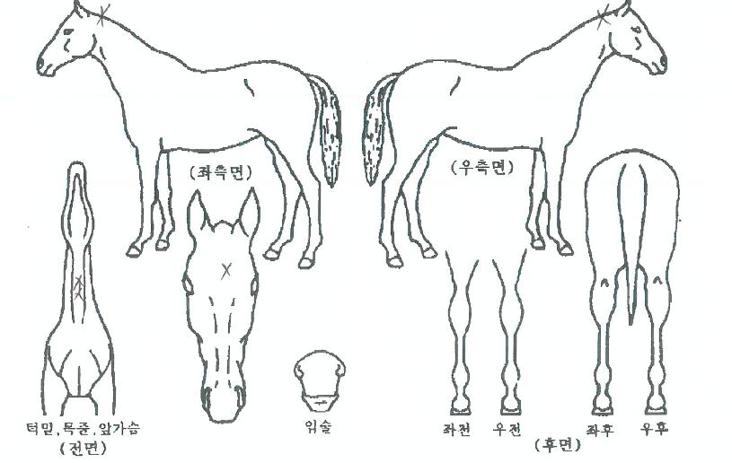 ¶ó¿ÂÅ·´ýÀÇ Ãø¸é,¿ì¸é,µÞ¸é,µÎ»ó,´Ù¸®ÀÇ Æ¯Â¡µµÇØ