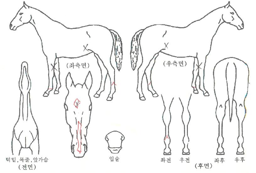 ¾îÅ×ÀϾîºêÅõŰƼÀÚ¸¶ÀÇ Ãø¸é,¿ì¸é,µÞ¸é,µÎ»ó,´Ù¸®ÀÇ Æ¯Â¡µµÇØ