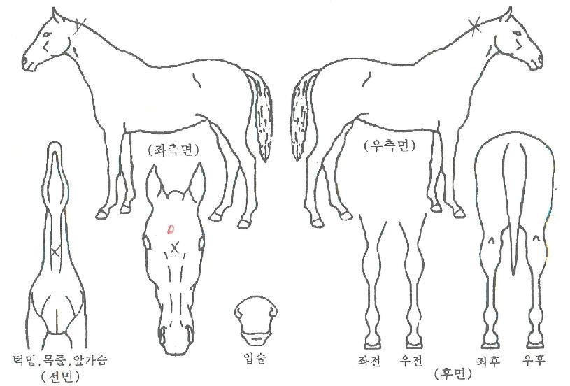 ¿¢ÅæºÒÆÐÀÇ Ãø¸é,¿ì¸é,µÞ¸é,µÎ»ó,´Ù¸®ÀÇ Æ¯Â¡µµÇØ