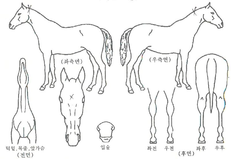 ³¡ÆÇÅͺ¸ÀÇ Ãø¸é,¿ì¸é,µÞ¸é,µÎ»ó,´Ù¸®ÀÇ Æ¯Â¡µµÇØ