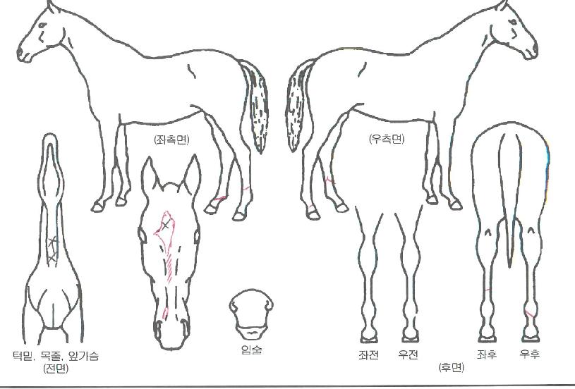 ¿¡À̽ºÆ®·ÎÇÇÀÇ Ãø¸é,¿ì¸é,µÞ¸é,µÎ»ó,´Ù¸®ÀÇ Æ¯Â¡µµÇØ
