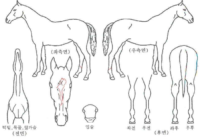 ¸ð¶õµ¿¹éÀÇ Ãø¸é,¿ì¸é,µÞ¸é,µÎ»ó,´Ù¸®ÀÇ Æ¯Â¡µµÇØ