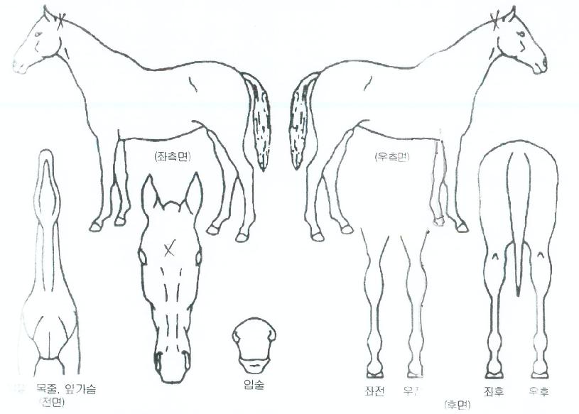 û¿îÀÏÈ£ÀÇ Ãø¸é,¿ì¸é,µÞ¸é,µÎ»ó,´Ù¸®ÀÇ Æ¯Â¡µµÇØ