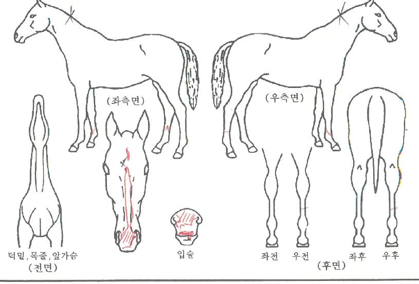 ûdz¿©°ÉÀÇ Ãø¸é,¿ì¸é,µÞ¸é,µÎ»ó,´Ù¸®ÀÇ Æ¯Â¡µµÇØ