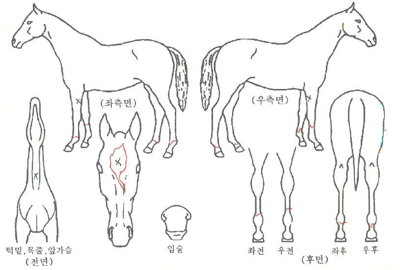 ¸¶µµºñ¿¬ÀÇ Ãø¸é,¿ì¸é,µÞ¸é,µÎ»ó,´Ù¸®ÀÇ Æ¯Â¡µµÇØ