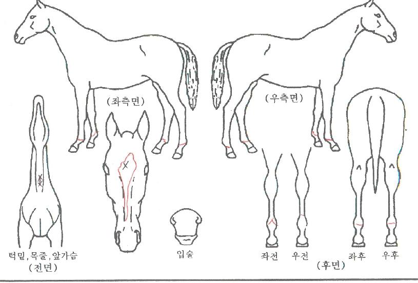 ÇØÇǶóÀÌÆ®ÀÇ Ãø¸é,¿ì¸é,µÞ¸é,µÎ»ó,´Ù¸®ÀÇ Æ¯Â¡µµÇØ