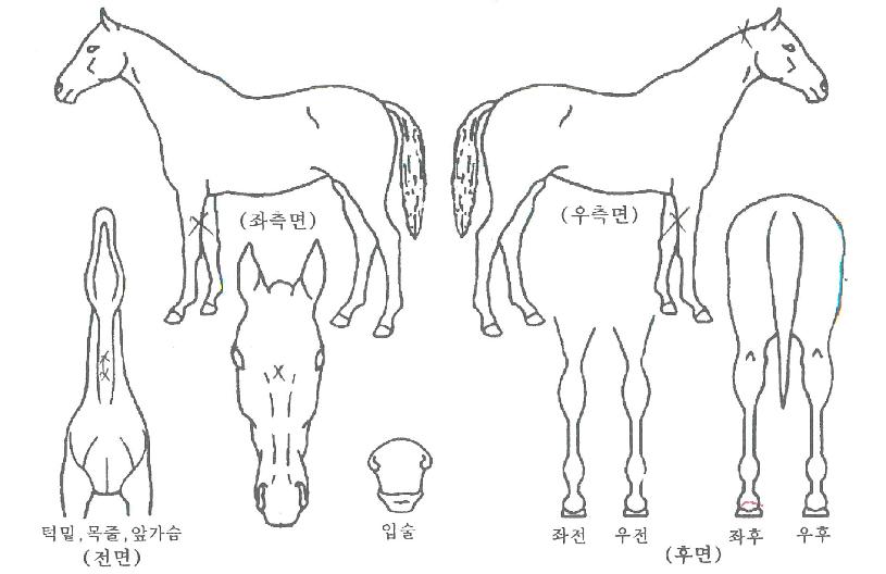 Ãʼ±ÀÇ Ãø¸é,¿ì¸é,µÞ¸é,µÎ»ó,´Ù¸®ÀÇ Æ¯Â¡µµÇØ