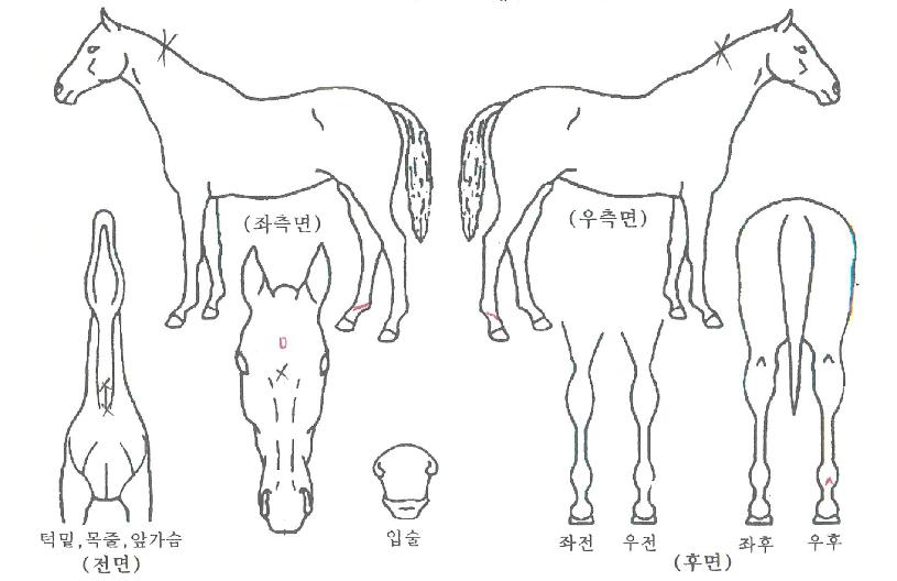¸¶È¨Ä¹ÀÚ¸¶ÀÇ Ãø¸é,¿ì¸é,µÞ¸é,µÎ»ó,´Ù¸®ÀÇ Æ¯Â¡µµÇØ
