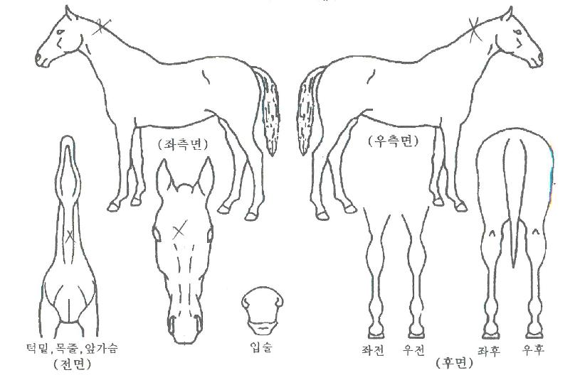 ¿þÀÌÅ©¾÷ÀÇ Ãø¸é,¿ì¸é,µÞ¸é,µÎ»ó,´Ù¸®ÀÇ Æ¯Â¡µµÇØ