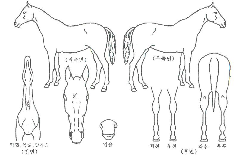ÇØÇÇÆ®·¹ÀÎÀÇ Ãø¸é,¿ì¸é,µÞ¸é,µÎ»ó,´Ù¸®ÀÇ Æ¯Â¡µµÇØ