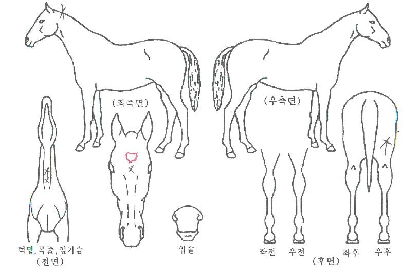 ºäƼǮ¾Æ½Ã¾ÆÀÇ Ãø¸é,¿ì¸é,µÞ¸é,µÎ»ó,´Ù¸®ÀÇ Æ¯Â¡µµÇØ