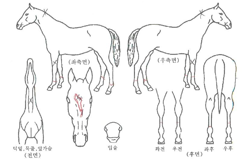 »ç¶û¹Ì¼ÒÀÇ Ãø¸é,¿ì¸é,µÞ¸é,µÎ»ó,´Ù¸®ÀÇ Æ¯Â¡µµÇØ