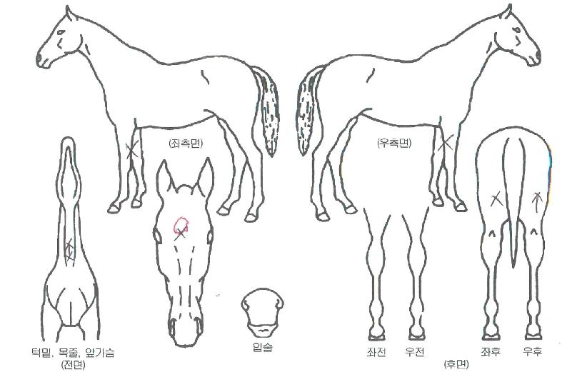 º¸Àº»è½ºÀÇ Ãø¸é,¿ì¸é,µÞ¸é,µÎ»ó,´Ù¸®ÀÇ Æ¯Â¡µµÇØ