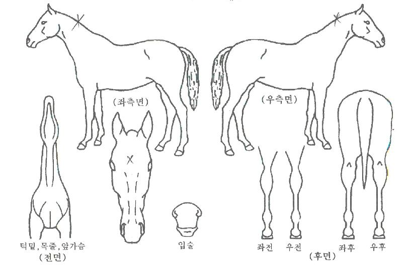 ÇÏÀÌ·¹À̵ðÀÚ¸¶ÀÇ Ãø¸é,¿ì¸é,µÞ¸é,µÎ»ó,´Ù¸®ÀÇ Æ¯Â¡µµÇØ