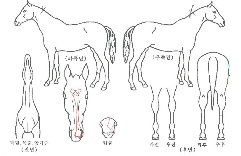 ÃÖ°º¼Æ®ÀÇ Ãø¸é,¿ì¸é,µÞ¸é,µÎ»ó,´Ù¸®ÀÇ Æ¯Â¡µµÇØ